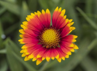 Bir firewheel çiçek gaillardia pulchella closeup