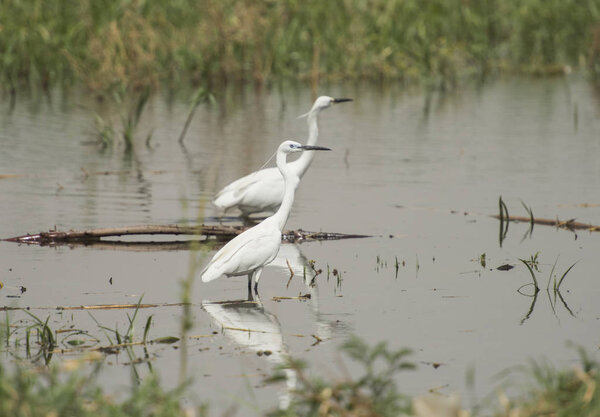 Pair of little egrets stood in water on river