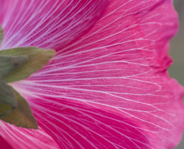 Closeup de uma flor vermelha hibisco rosa sinensis — Fotografia de Stock