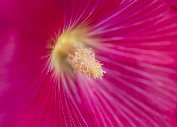 Closeup de uma flor vermelha hibisco rosa sinensis — Fotografia de Stock