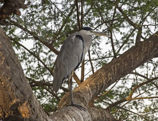 Airone grigio in piedi su brach in albero — Foto Stock