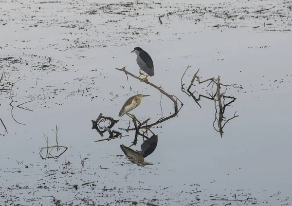 Noche y garza de squacco se paró en rama en el pantano del río —  Fotos de Stock