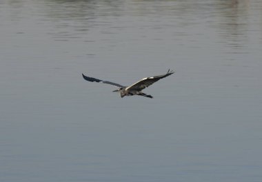 Kırsal nehir üzerinde uçmakta olan gri balıkçıl