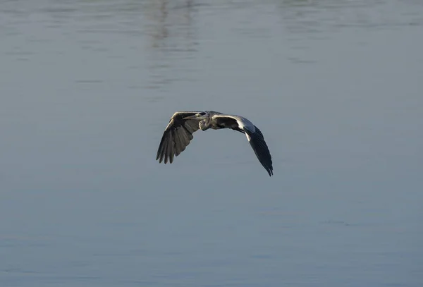 Héron gris en vol au-dessus d'une rivière rurale — Photo