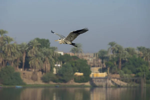 Airone grigio in volo sul fiume rurale — Foto Stock