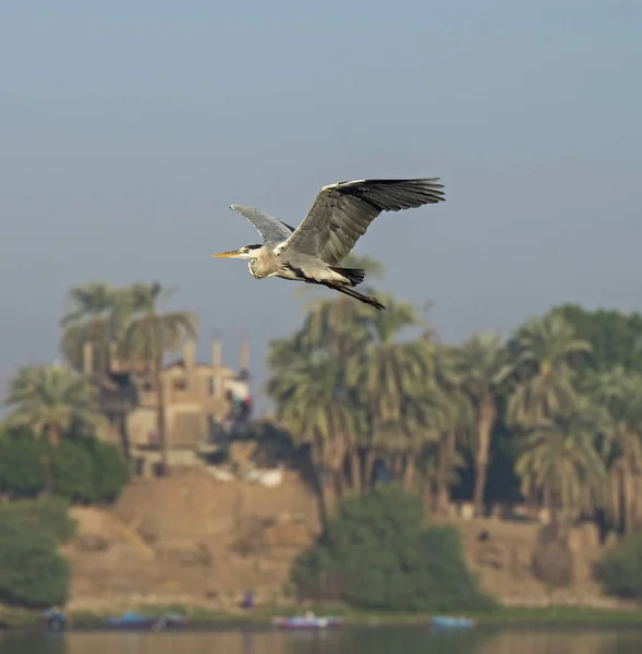 Grijze reiger in vlucht over landelijke rivier — Stockfoto