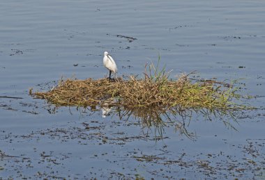 Küçük balıkçıl nehir bataklığının sularında sazlıkların üzerinde duruyordu.