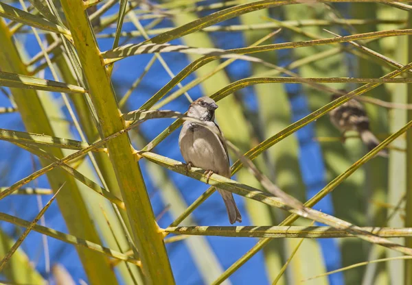 House sparrow stood on branch in palm tree — 스톡 사진