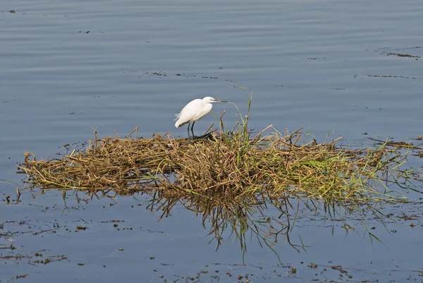 Little egret stood on reeds in water of river marshland — 스톡 사진