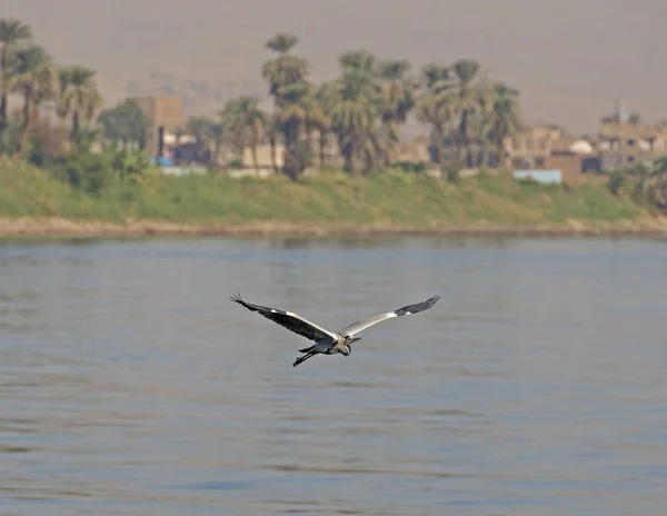 Graureiher im Flug über ländlichen Fluss — Stockfoto