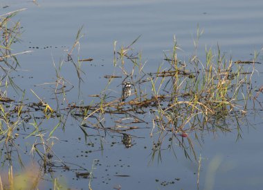 Pied Kingfisher nehir bataklığının sazlıklarında duruyordu.
