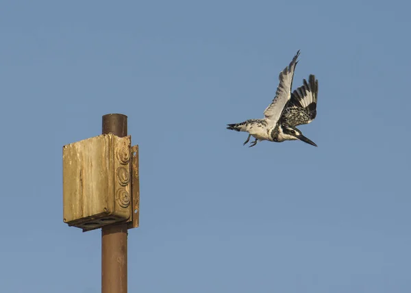 Pied kungsfiskare under flygning — Stockfoto