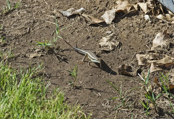 Blauwstaartskink hagedis op de grond — Stockfoto