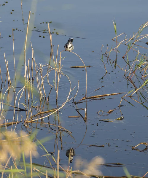 Pied kingfisher estava empoleirado em juncos de pântano do rio — Fotografia de Stock