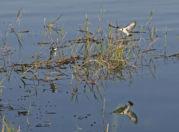 Pair of pied kingfisher in reeds of river moshland — Stock fotografie