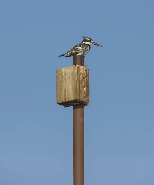 Pied Kingfisher stod uppe på stolpen — Stockfoto