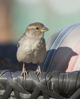 Serçe bahçe mobilyalarının kolunda duruyordu.
