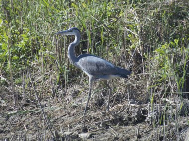 Gri balıkçıl sazlıklar içinde nehir kıyısında duruyordu.