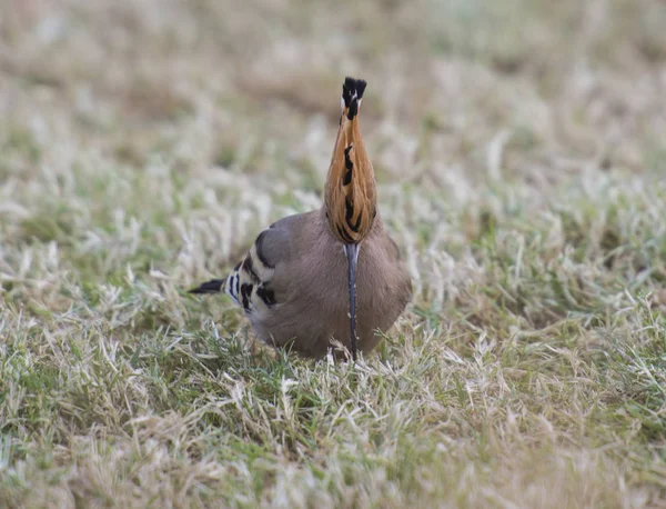 Pasărea Hoopoe stătea hrănită în grădină — Fotografie, imagine de stoc