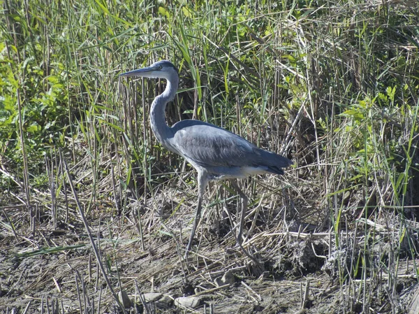 Grey heron stood on river bank in reeds — Stock Photo, Image