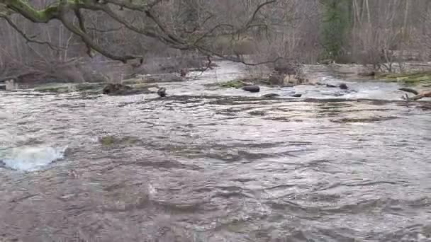 Rápidos Rápidos Agua Movimiento Sobre Pequeñas Cascadas Paisaje Rural Inglés — Vídeo de stock