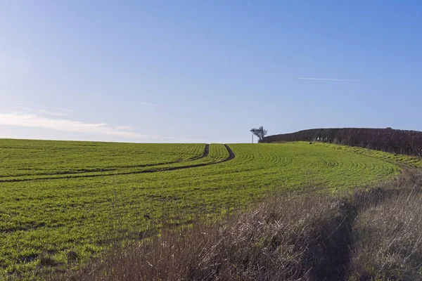 Landschaftspanorama Über Junge Maispflanzen Auf Der Landwirtschaftlichen Feldwiese — Stockfoto