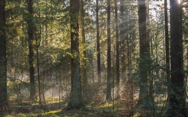 Yoğun orman ormanlarındaki ağaçların arasından güneş ışığı ve sisli soyut atmosferik manzara.
