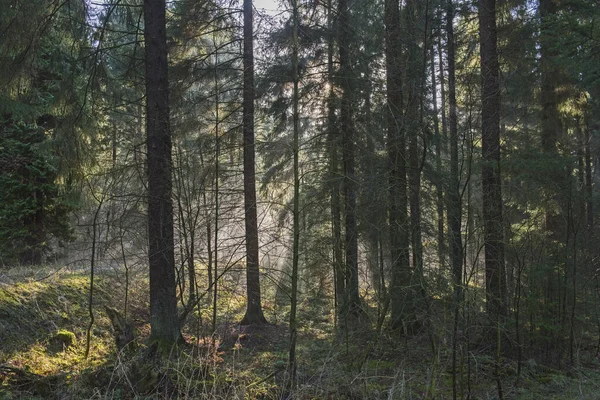 Paisaje Atmosférico Abstracto Través Árboles Bosques Densos Con Luz Solar —  Fotos de Stock