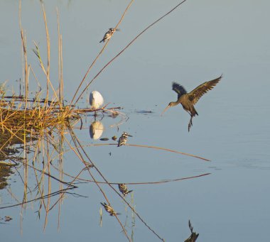 Pırıl pırıl Ibis plegadis falcinellus, Ren nehrinin sazlıklarına konuyor.