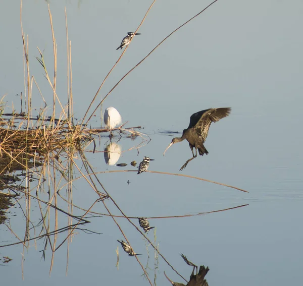 Glossy Ibis Plegadis Falcinellus Landing Reeds Riverbank Pied Kingfisher Ceryle — ストック写真