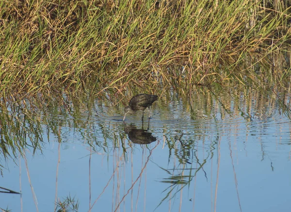 Glossy Ibis Plegadis Falcinellus Gázolt Nád Folyóparti Vadászat Élelmiszer — Stock Fotó