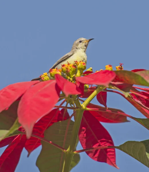 Dettaglio Primo Piano Della Pianta Selvatica Fiorita Della Poinsettia Rossa — Foto Stock