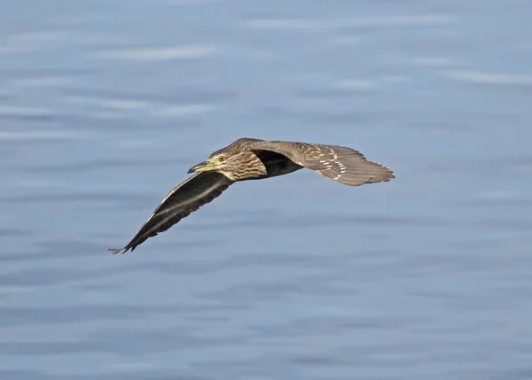 Juvenile Natt Heron Nycticorax Vild Fågel Flygning Över Floden Vatten — Stockfoto