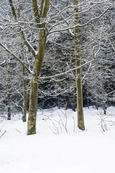 Снег Покрыл Деревья Зимней Сельской Местности — стоковое фото