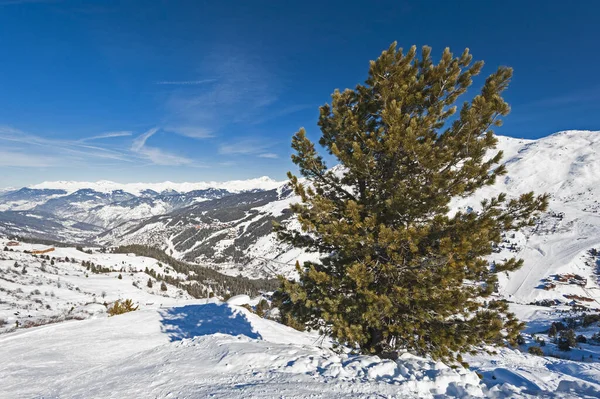 Vista Panorâmica Vale Coberto Neve Cordilheira Alpina Com Pinheiros Coníferas — Fotografia de Stock