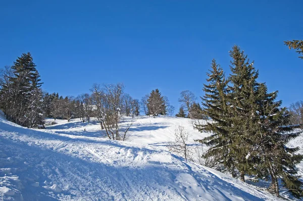 Panoramic View Snow Covered Valley Alpine Mountain Range Conifer Pine — Stock Photo, Image