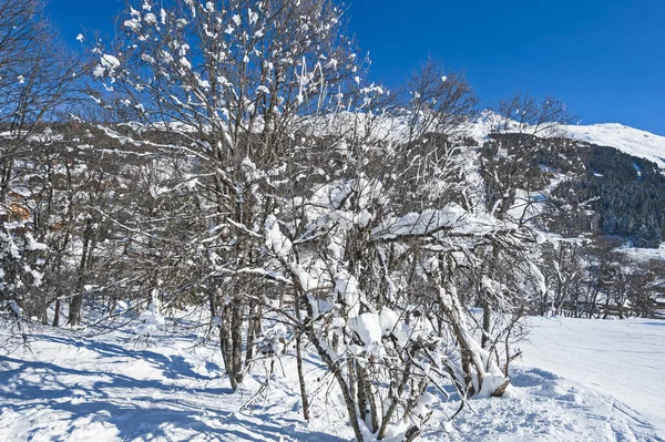Zimowa Scena Pokrytymi Śniegiem Drzewami Zboczu Góry Tle Błękitnego Nieba — Zdjęcie stockowe