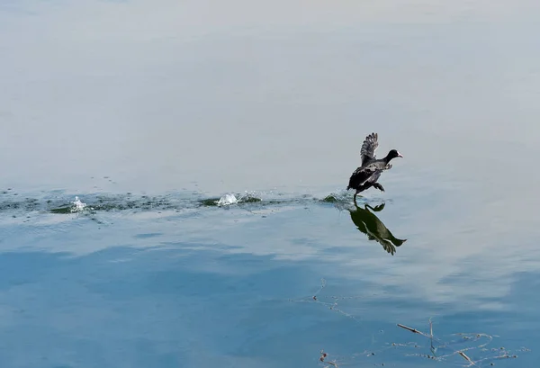 灰色のヘロン アルデア シネリア野生の鳥が湿地帯の川岸に立ち水の反射で — ストック写真