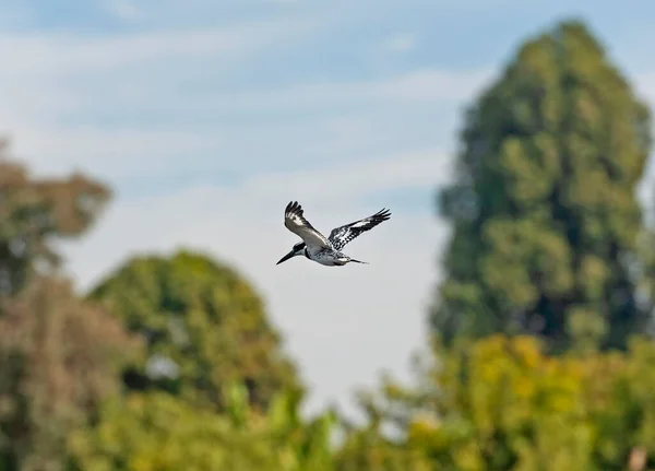 Pied Martin Pescatore Ceryle Rudis Uccello Selvatico Librarsi Aria Nel — Foto Stock