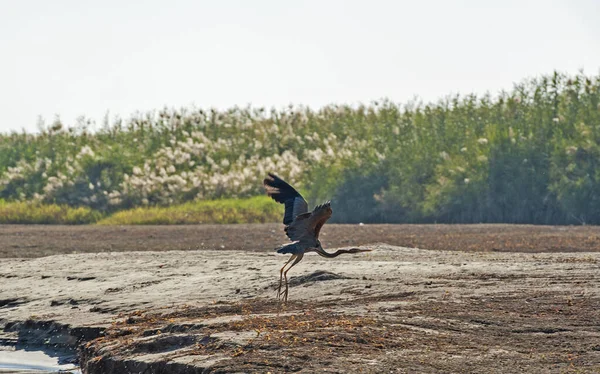 Pássaro Roxo Ardea Purpurea Selvagem Voando Sobre Margem Rio Pântanos — Fotografia de Stock