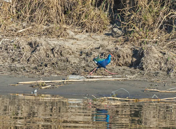 Gallinule Pourpre Porphyrio Porphyrio Oiseau Sauvage Marchant Sur Rive Rivière — Photo