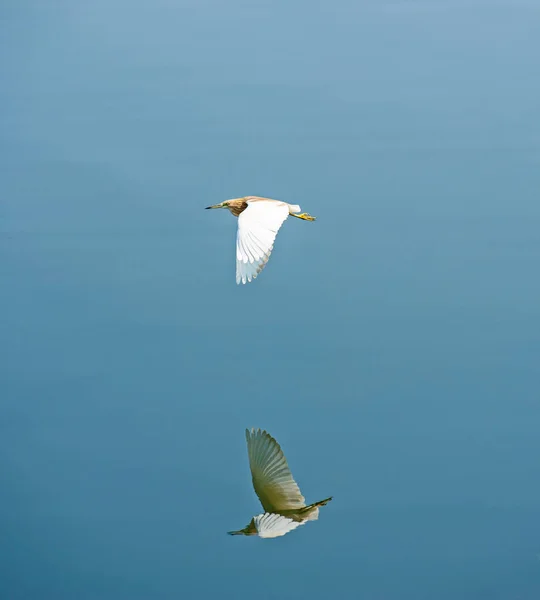 Squacco Garça Ardeola Ralloides Pássaro Selvagem Voando Sobre Água Rio — Fotografia de Stock