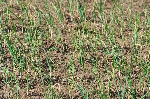 Närbild Detalj Livsmedelsgrödor Växter Som Växer Landsbygden Fält Äng Gården — Stockfoto