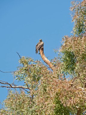 Kara Uçurtma Milvus Migrans Vahşi Kuş büyük bir ağacın dalında dururdu