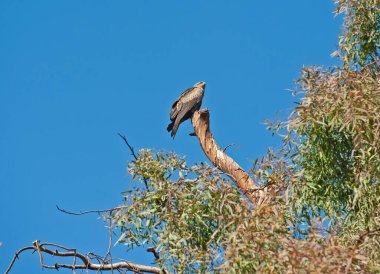 Kara Uçurtma Milvus Migrans Vahşi Kuş büyük bir ağacın dalında dururdu