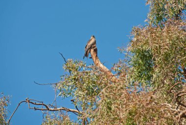 Kara Uçurtma Milvus Migrans Vahşi Kuş büyük bir ağacın dalında dururdu