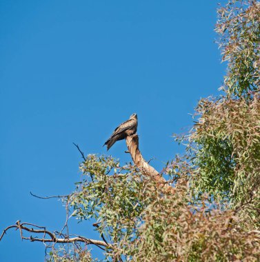 Kara Uçurtma Milvus Migrans Vahşi Kuş büyük bir ağacın dalında dururdu