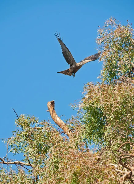 Black Kite Milvus Migrans Wild Bird Flight Perch Branch Large — Stock Photo, Image