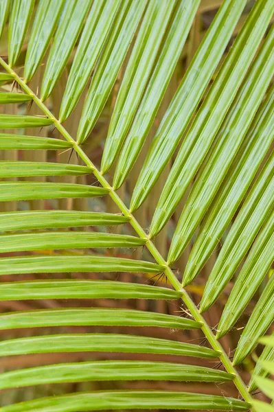 Närbild Abstrakt Detalj Palm Träd Frond Skapa Bakgrund Textur Tapet — Stockfoto