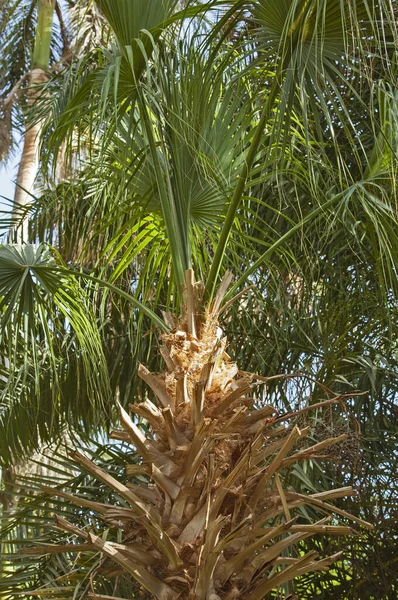 Closeup Tronco Palmeira Tropical Frondes Jardins Botânicos — Fotografia de Stock